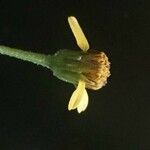 Bidens hildebrandtii Flower