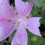 Malva moschata ফুল