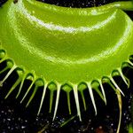 Dionaea muscipula Levél