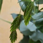 Chasmanthium latifolium Цвят