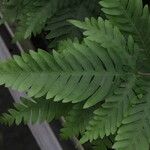 Pteris fauriei برگ