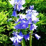 Hyacinthoides hispanica Flor