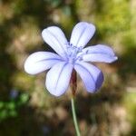 Aphyllanthes monspeliensis Blomma