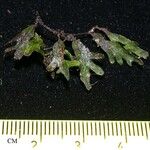 Trichomanes angustifrons Други