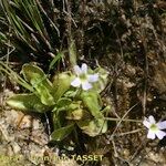 Pinguicula crystallina Natur