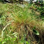 Nardus stricta 整株植物