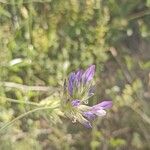 Bituminaria bituminosa Flower