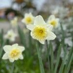 Narcissus × incomparabilis Květ