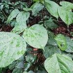 Agelaea pentagyna Leaf