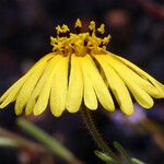 Madia elegans Flower