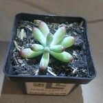 Sedum pachyphyllum পাতা