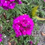 Verbena rigidaFlower