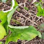Arum italicum x Arum maculatum Hoja