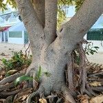 Ficus elastica Lubje