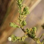 Baccharis boliviensis Ліст