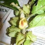 Drymonia macrophylla Altul/Alta