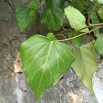 Hedera colchicaLeht