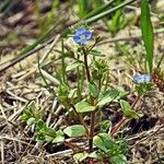 Veronica acinifolia Inny