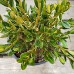 Buxus sinica