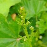 Galium spurium Habit