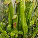 Sarracenia minor पत्ता