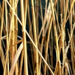 Miscanthus sinensis Libunga