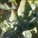 Atriplex glauca Blad