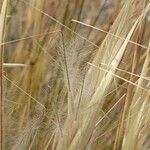 Pappostipa speciosaFrucht