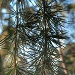 Cedrus deodara Fuelha