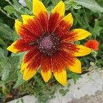 Coreopsis lanceolataFlower