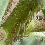 Echium asperrimum Bark