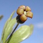 Pittosporum poumense 果實