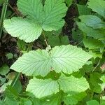 Filipendula ulmaria Blatt