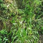 Elymus caninus Habit