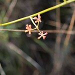 Bupleurum fruticescens Fleur