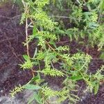 Salix nigra Leaf