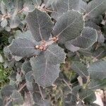 Quercus rotundifolia Leaf