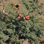 Prosopis farcta Fruchs