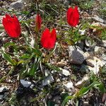 Tulipa orphanidea Kwiat