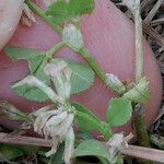 Trifolium ornithopodioides