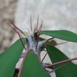 Euphorbia ambovombensis Ravina