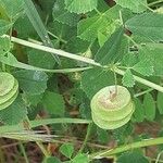 Medicago orbicularis Fruitua