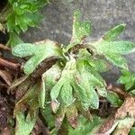 Saxifraga praetermissa Leaf