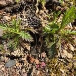 Geum triflorum Liść