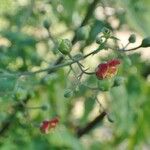 Scrophularia scorodonia 整株植物