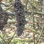 Salix caprea Fruit