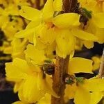 Forsythia viridissimaKvet