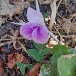 Kaempferia rotunda Λουλούδι