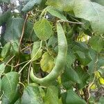 Phaseolus coccineus Fruit