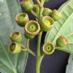 Miconia subhirsuta Fruit